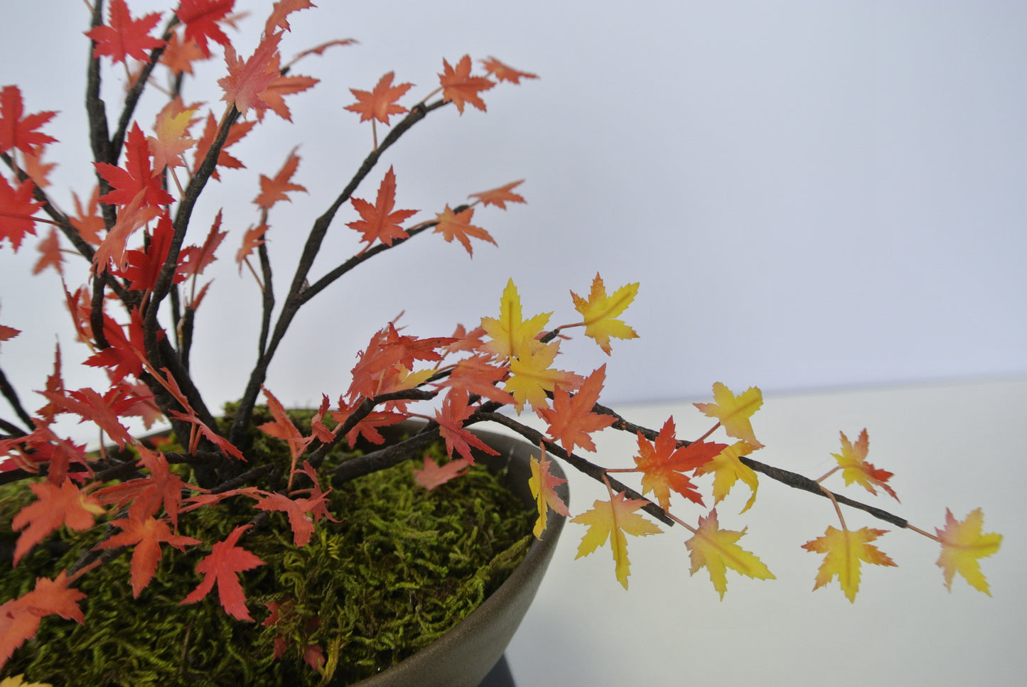 ミニもみじ(紅葉)