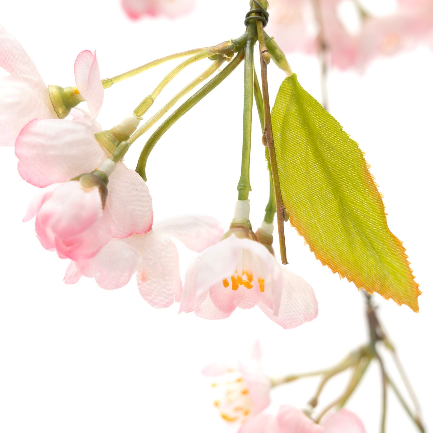 枝しだれ桜P