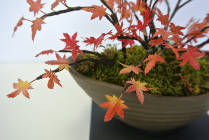 ミニもみじ（紅葉）