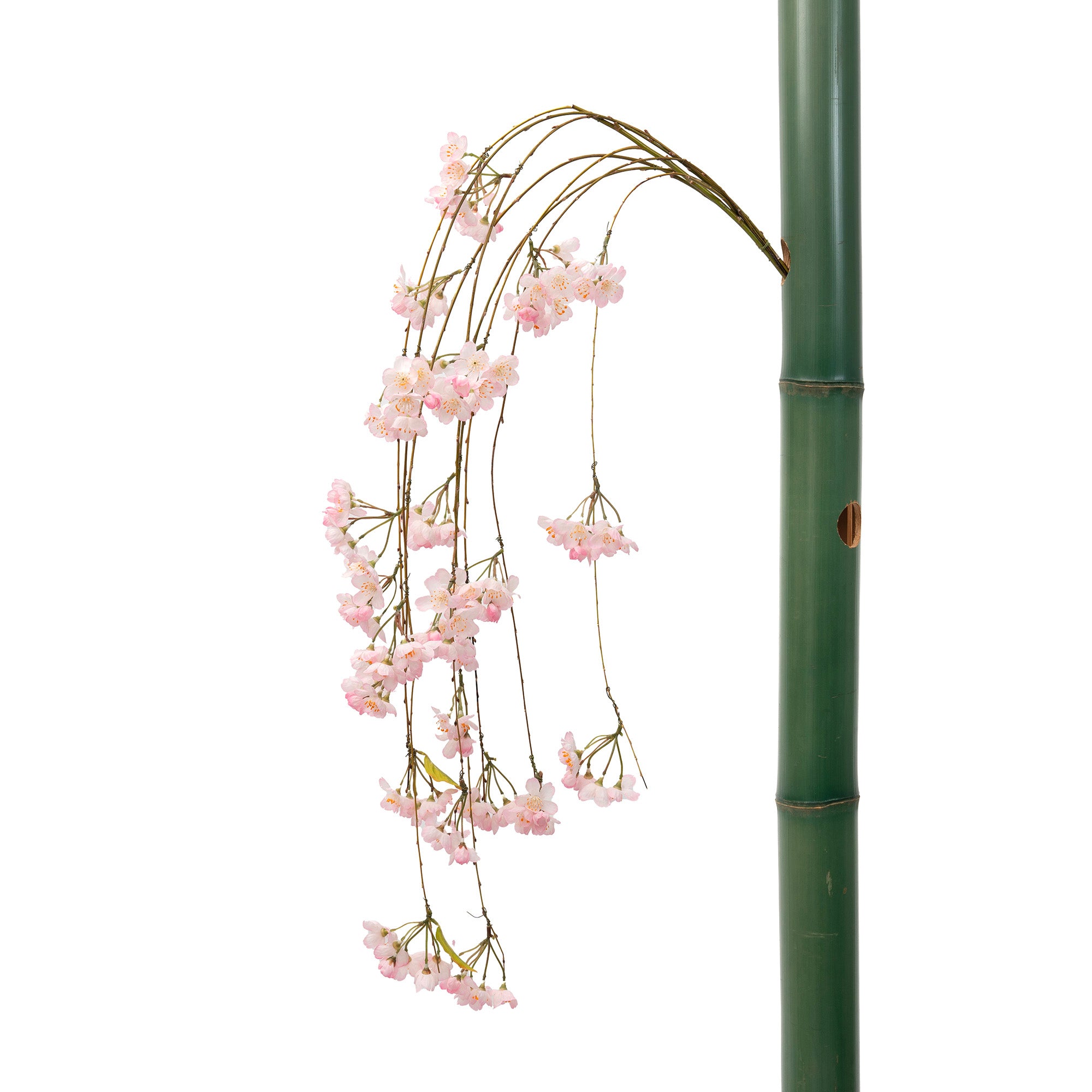 枝しだれ桜P
