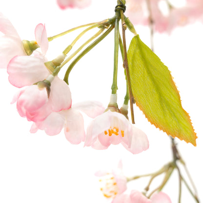 枝しだれ桜P